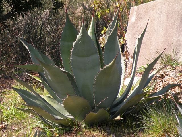 Agave cupreata 