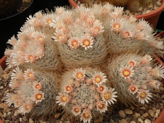 Mammillaria nazasensis 