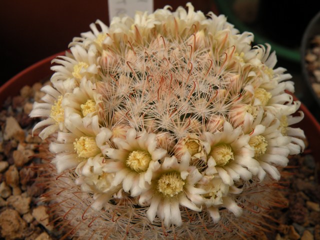 Mammillaria brachytrichion 