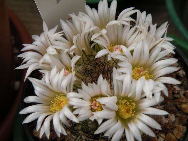 Mammillaria unihamata 