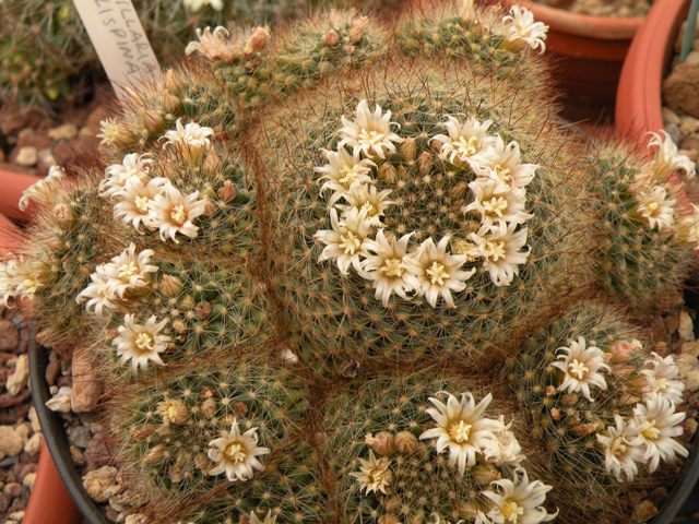 Mammillaria pilispina 