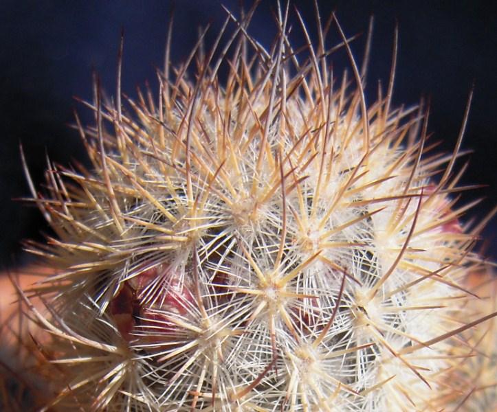 Mammillaria pottsii 