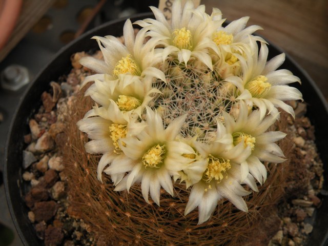 Mammillaria picta Lau 1063