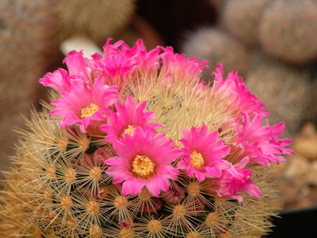 Mammillaria laui ssp. subducta 