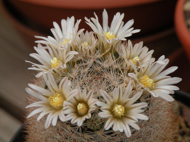 Mammillaria wohlschlageri 