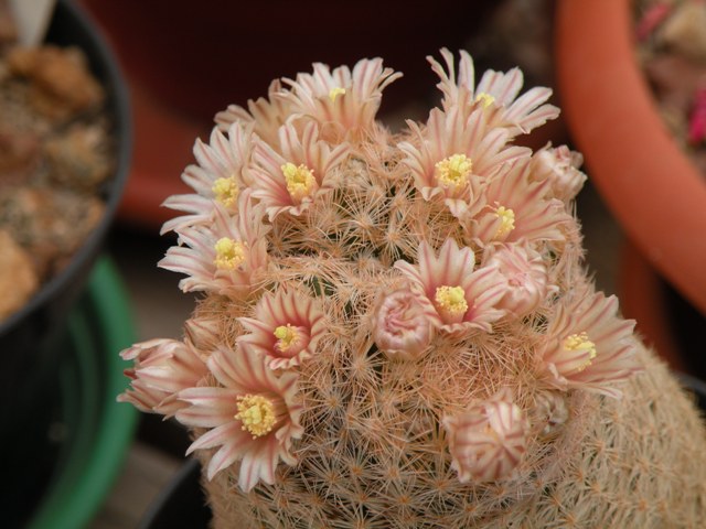 Mammillaria magallanii 