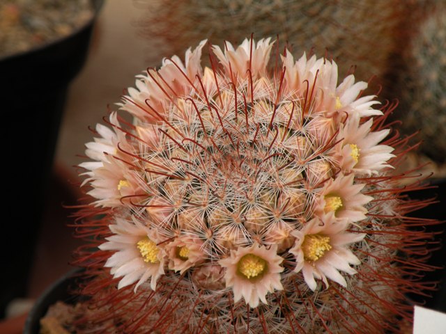 Mammillaria mercadensis 