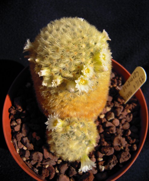 Mammillaria carmenae 