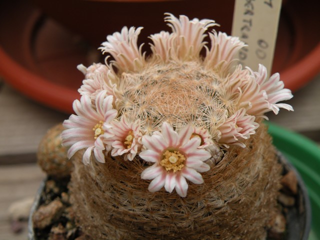 Mammillaria neobertrandiana 