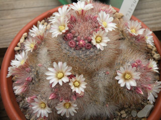 Mammillaria schwarzii 