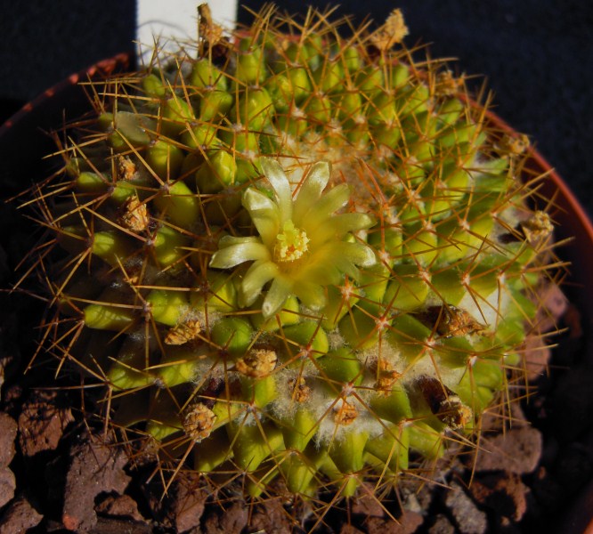 Mammillaria marksiana 