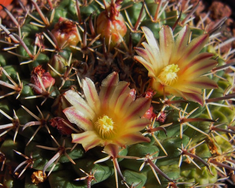 Mammillaria uncinata 