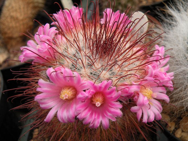 Mammillaria moelleriana 