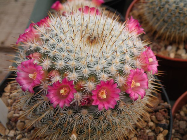 Mammillaria sp. Rog 351