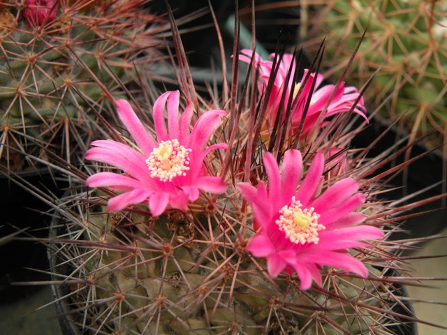 Mammillaria sonorensis 