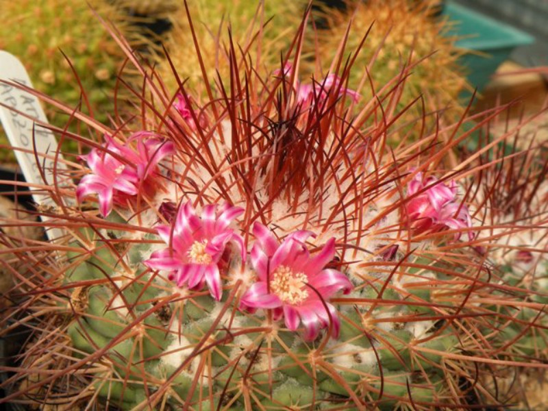 Mammillaria apozolensis v. saltensis LAU 1045