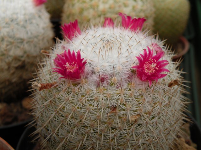 Mammillaria monticola Repp 783