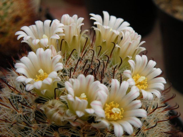 Mammillaria jaliscana ssp. zacatecasensis SB 342