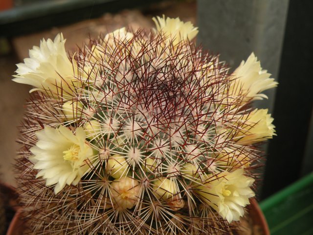 Mammillaria buxbaumeriana ML 142