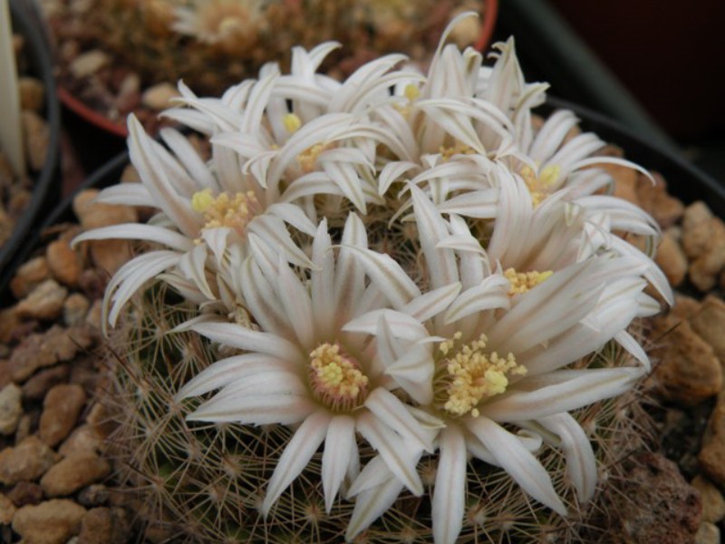 Mammillaria coahuilensis 