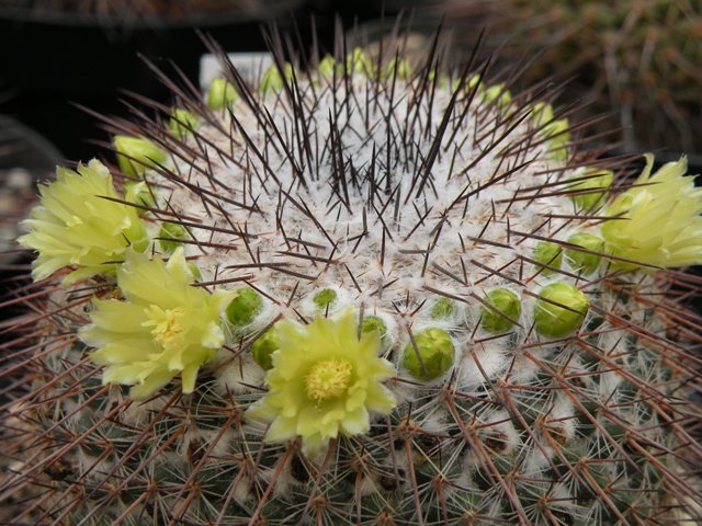 Mammillaria cobrensis 