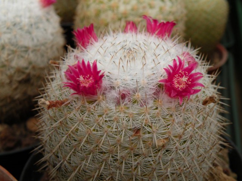 Mammillaria monticola REP 783
