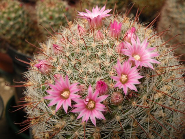 Mammillaria guillauminiana 