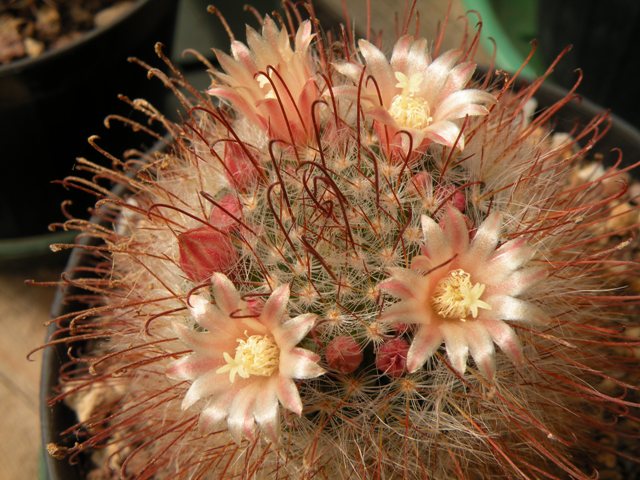 Mammillaria hirsuta Repp 1515