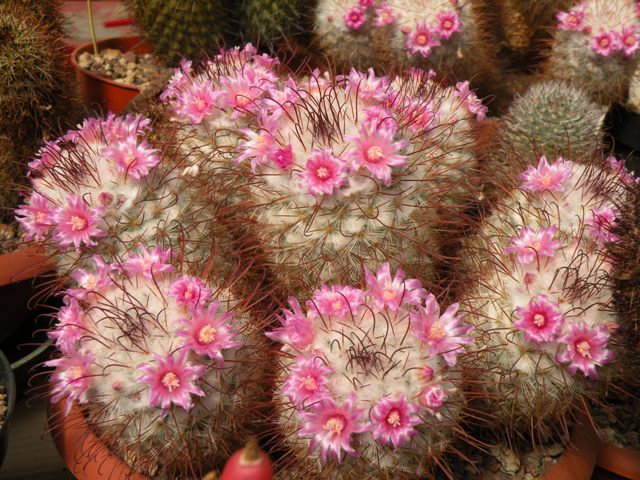 Mammillaria bombycina 