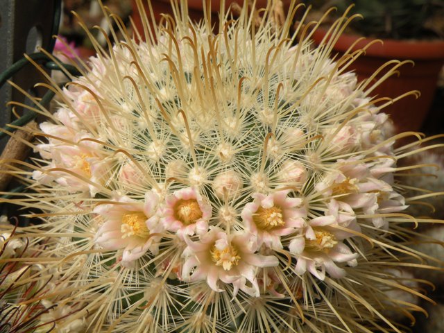 Mammillaria cowperae 