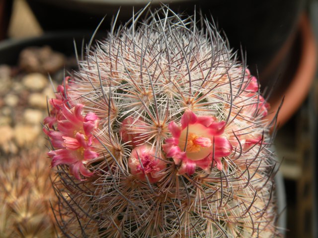 Mammillaria pottsii 