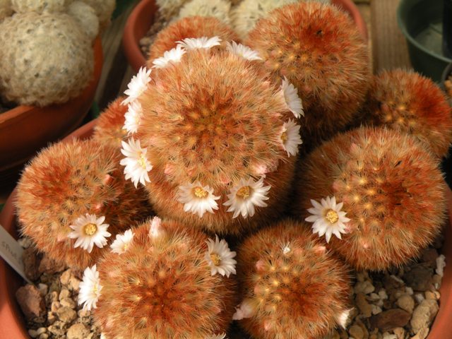 Mammillaria carmenae 