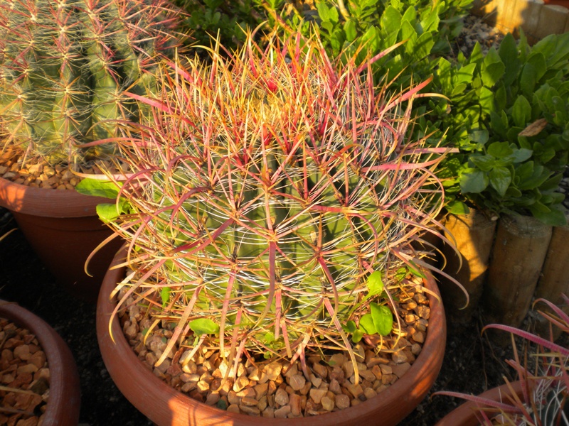 ferocactus acanthodes v. tortulispinus