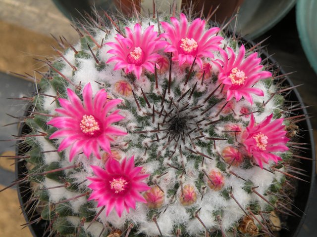 Mammillaria hahniana ssp. mendeliana ROG 427