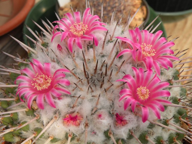 Mammillaria amajacensis 