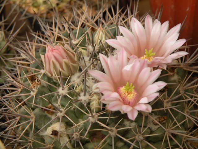 Mammillaria melanocentra v. rosea Repp 1215