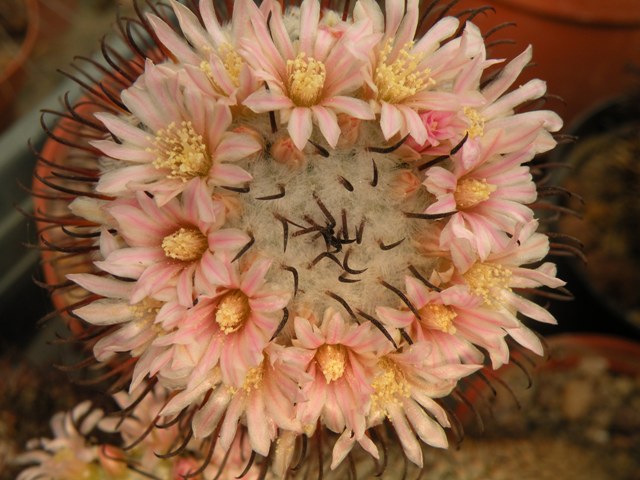 Mammillaria perezdelarosae 