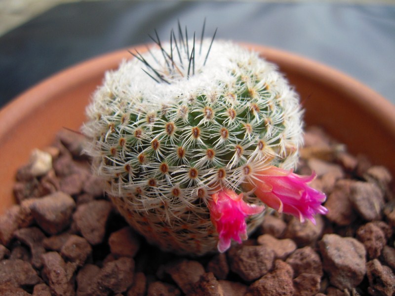 Mammillaria tlalochii 