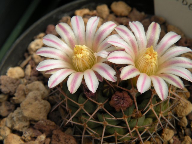 Mammillaria boelderliana 