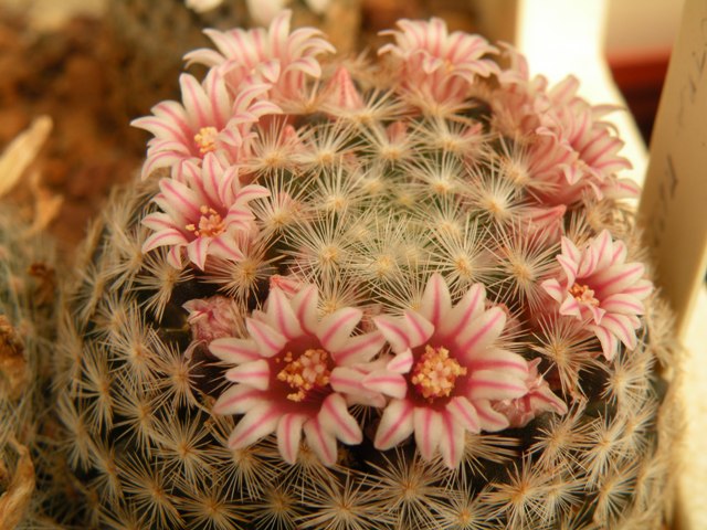 Mammillaria roseocentra P 299