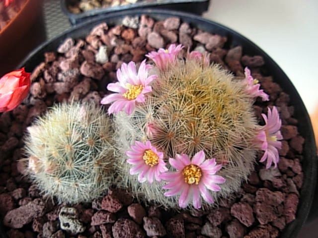 Mammillaria carmenae 