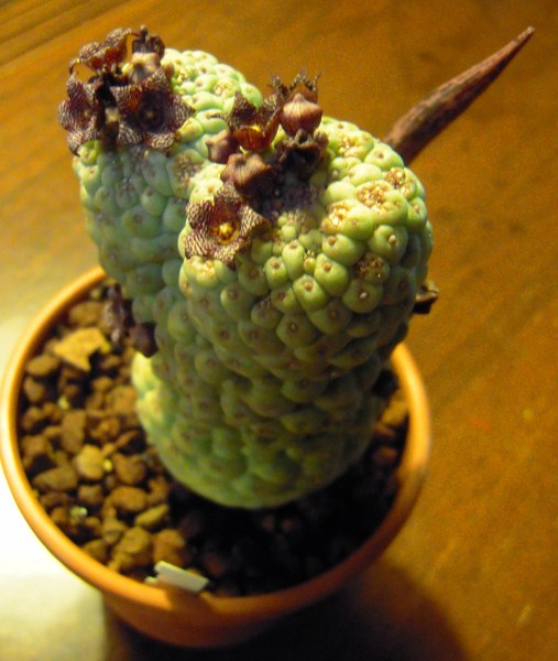 Trichocaulon cactiforme 