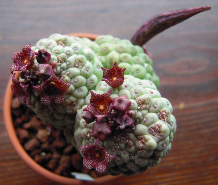 Trichocaulon cactiforme 