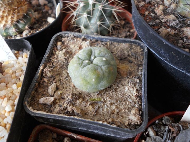 Lophophora williamsii cv. iboginkan extra blue 