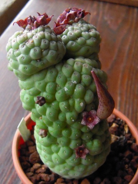 Trichocaulon cactiforme 