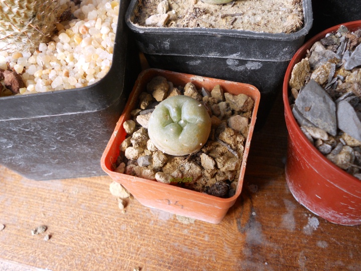 Lophophora williamsii cv. iboginkan extra blue 