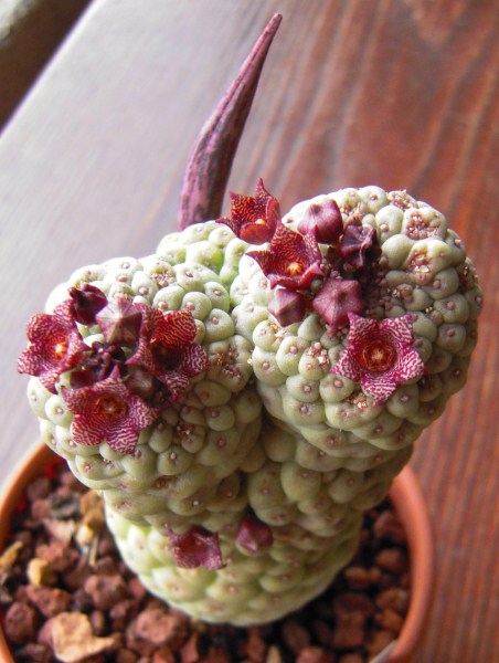 Trichocaulon cactiforme 