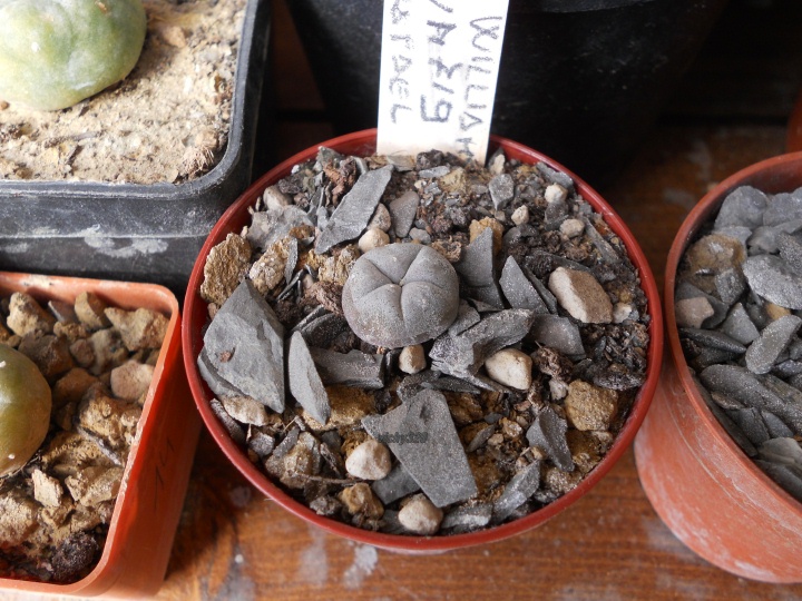 lophophora williamsii f. violet skin