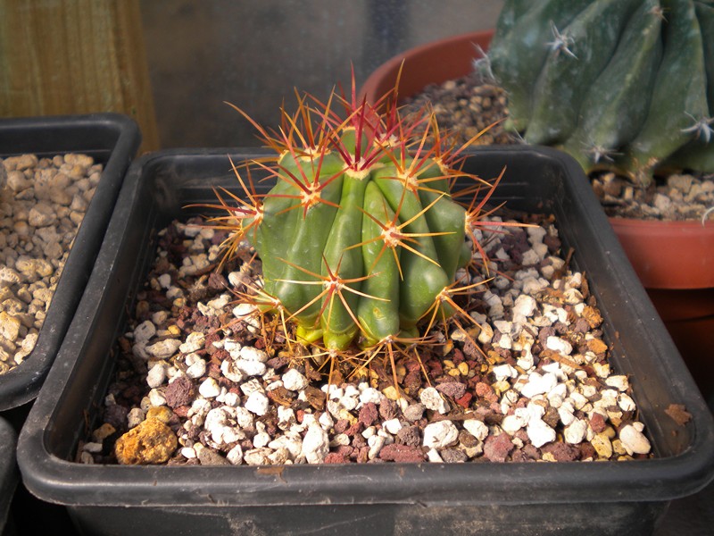 Ferocactus diguetii 