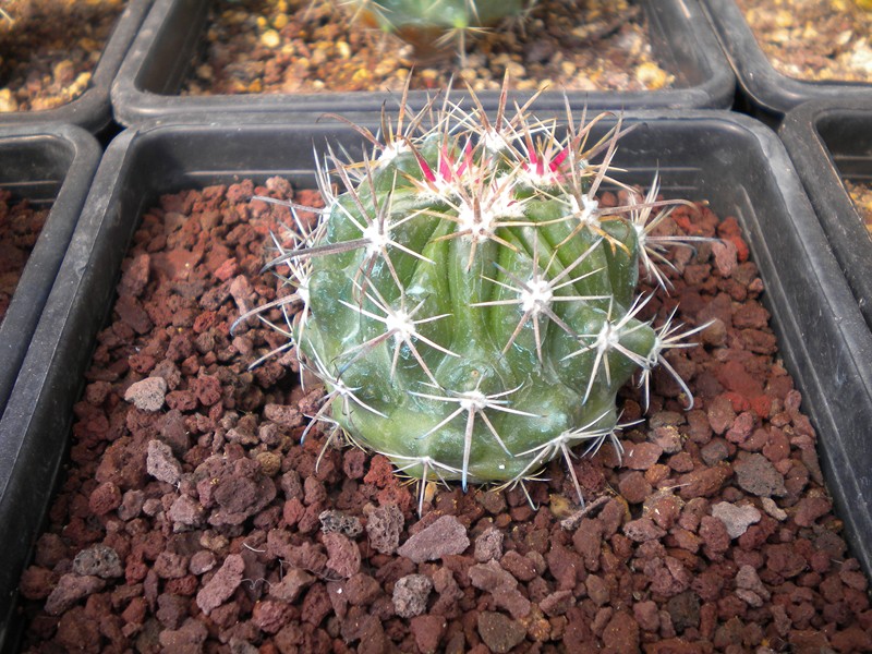 Ferocactus peninsulae v. viscainensis 